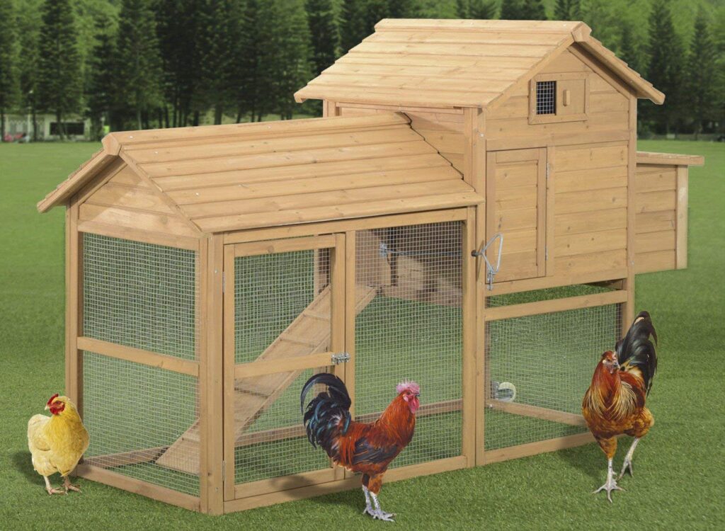 Eight Key Tips To Building A Chicken Coop